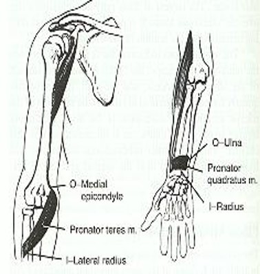 \-Pronator Teres: O → M. epicondyle, I → lateral radius

\-Pronator quadratus