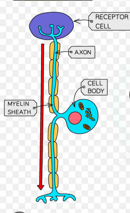 <p>Which neurone is this </p>