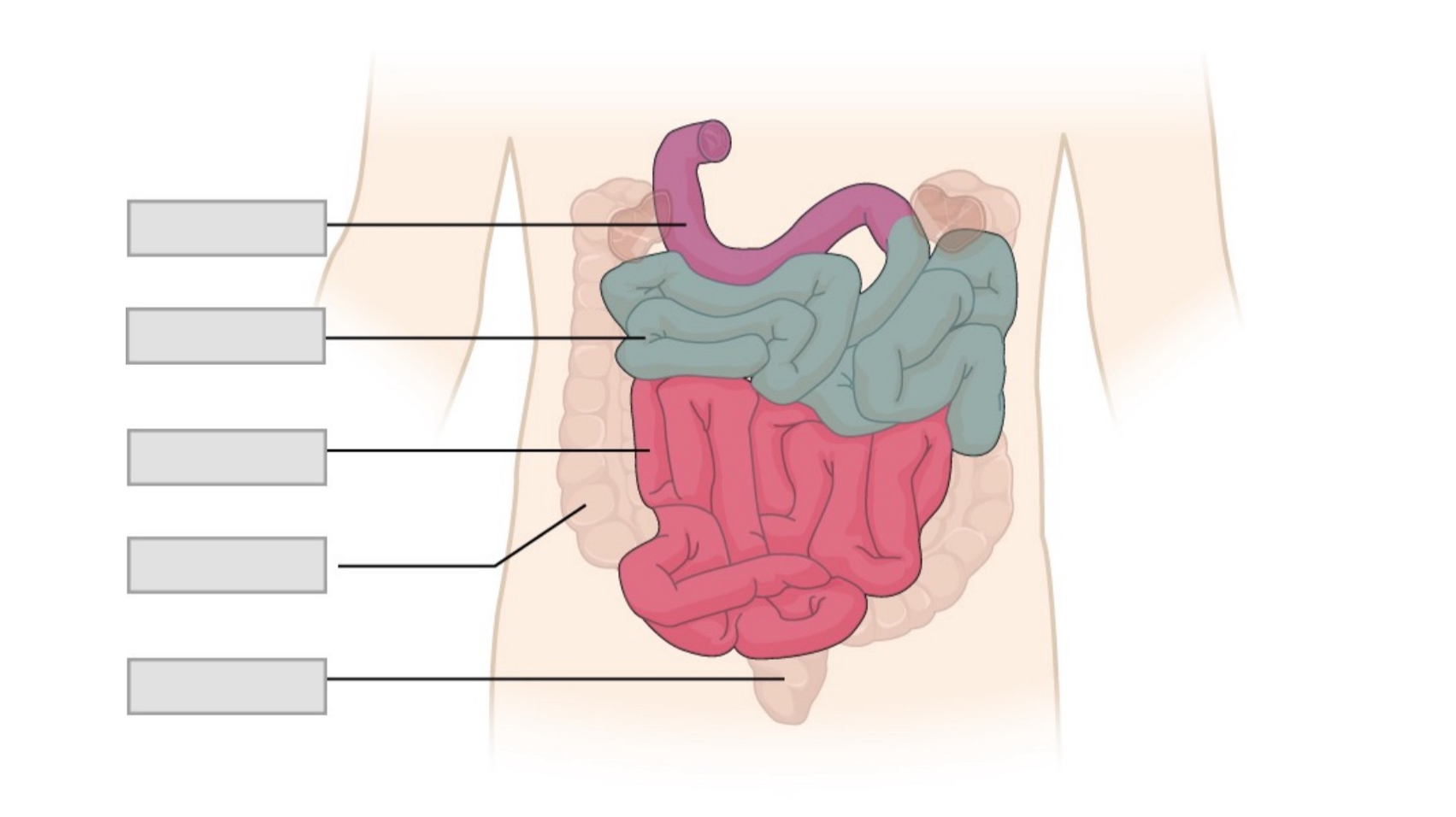 <p>label parts of the small intestine</p>
