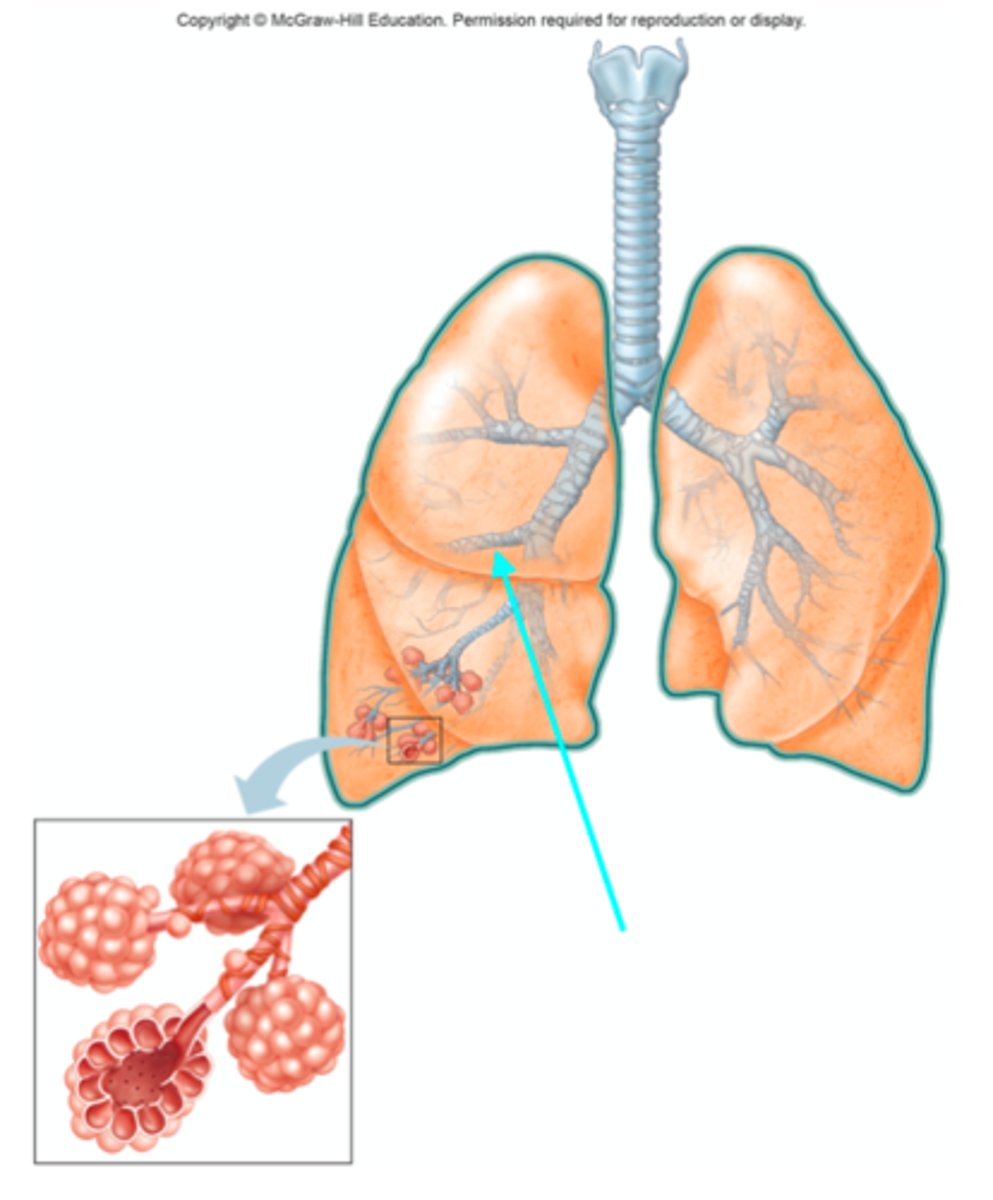 <p>Which structure of the lung diagram is the blue arrow pointing at?</p>