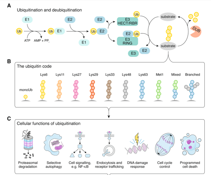 <p><strong><u>Definition</u></strong></p><ul><li><p><strong>Post-translational modification (PTM)</strong> where a small regulatory protein called <strong>ubiquitin</strong> is covalently attached to a target protein.</p></li><li><p><strong>Ubiquitin</strong> is a small, 76-amino-acid protein that is <strong>highly conserved</strong> across eukaryotes.</p></li></ul><p><strong><u>Main biological functions</u></strong></p><ul><li><p>Protein degradation</p></li><li><p>Trafficking</p></li><li><p>Regulation of enzymes</p></li><li><p>Translation</p></li><li><p>DNA repair</p></li></ul><p><strong><u>Ubiquitination process</u></strong></p><p>Ubiquitination is an <strong>enzyme-catalyzed cascade</strong> involving three main types of enzymes:</p><ol><li><p><strong>E1, Ubiquitin-activating enzyme: </strong>Activates ubiquitin in an ATP-dependent manner.</p></li><li><p><strong>E2, Ubiquitin-conjugating enzyme: </strong>Transfers activated ubiquitin from E1 to E3.</p></li><li><p><strong>E3, Ubiquitin ligase: </strong>Transfers ubiquitin to the substrate protein.</p></li></ol><p></p>