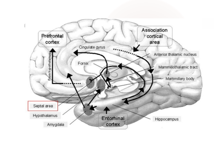 <ul><li><p>A small group of nuclei in the medial wall of the frontal lobe</p></li><li><p><strong>Responsible for pleasure &amp; reward&nbsp;</strong></p></li><li><p><strong>Reciprocal connections with:</strong> the olfactory bulb, hippocampus, amygdala</p></li><li><p>The septal nuclei have extensive two-way connections (afferents and efferents) with the medial forebrain bundle.&nbsp;<span><strong><span>This critical pathway carries signals to and from the hypothalamus and reticular formation, which then link to the brainstem and spinal cord to influence visceral (autonomic) and motor (movement) functions.&nbsp;</span></strong></span></p></li><li><p><strong>Electrical simulation</strong> in this area have reports of sexual feelings and orgasms&nbsp;</p></li></ul><p></p>