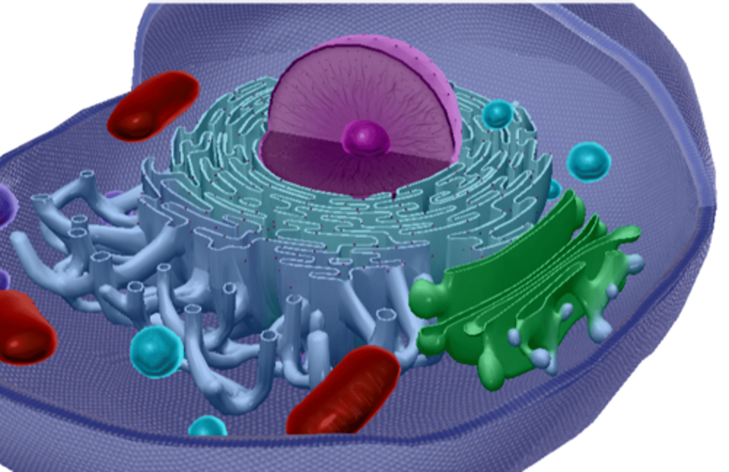<p>Digest old organelles and cell suicide</p>