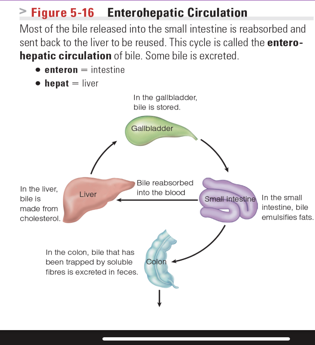 <p>cycle of how bile released is often reabsorbed, and sent back to liver</p><ul><li><p>soluble fibre can trap bile, so then bile sis excreted by poop</p></li></ul><p></p>