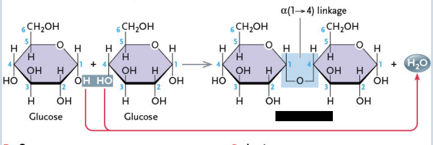 <p>Assembled from two α-glucose molecules (1 → 4 carbon linkage)</p>