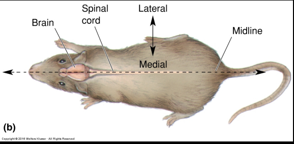 <p>from brain to tail</p>