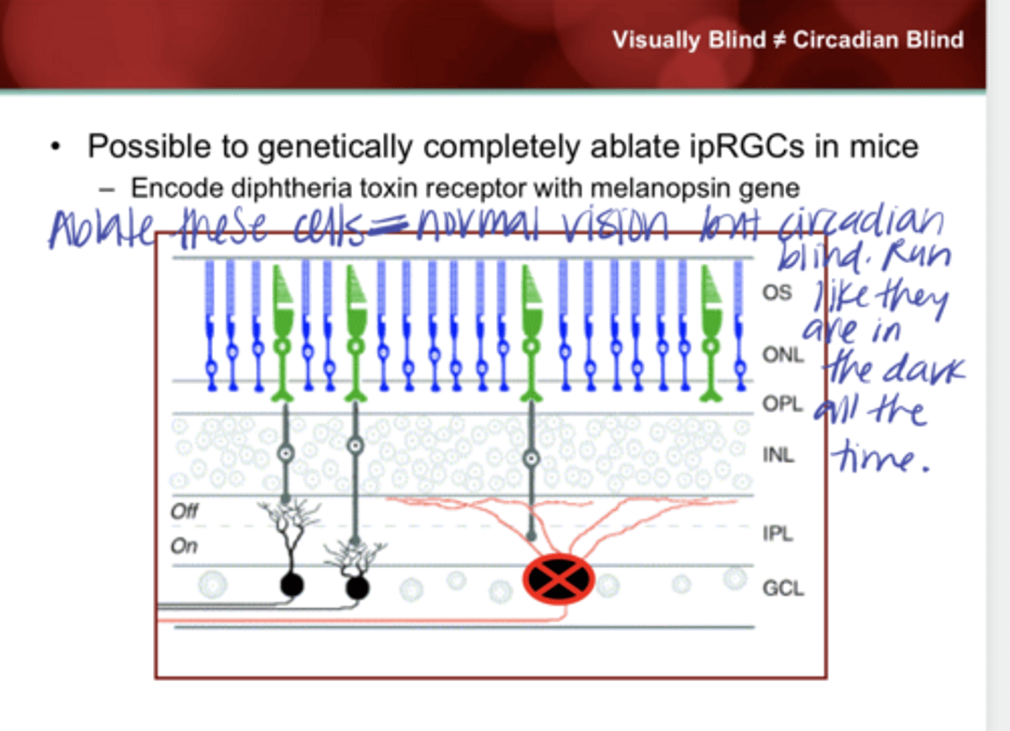 <p>Is it possible to genetically completely ablate ipRGCs in mice? How?</p>
