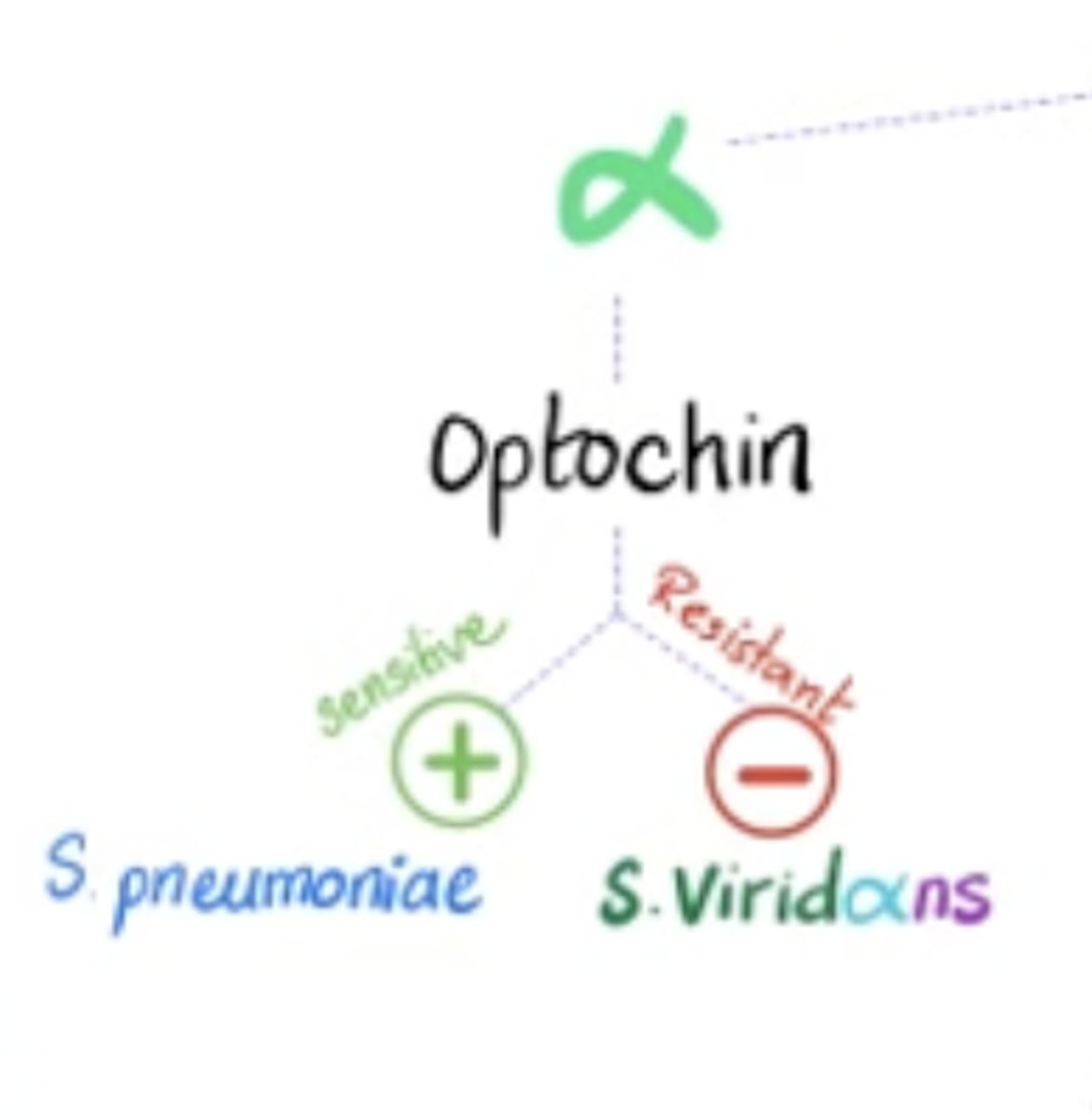 <p>- optochin-sensitive: s. pneumoniae</p><p>- optochin-resistant: group D and viridans strep</p>