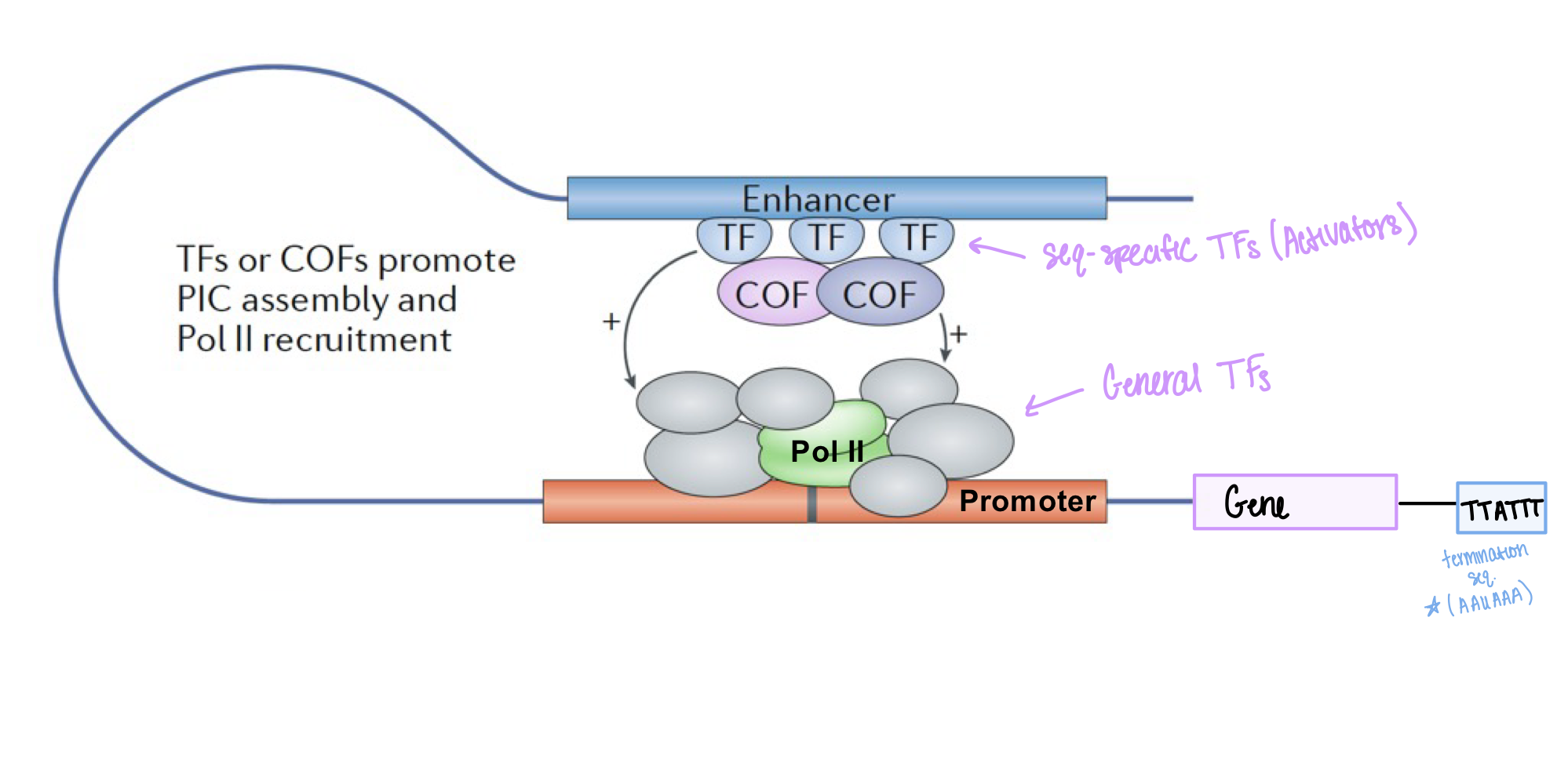 <p>facilitates <strong>communication</strong> between activators and general TFs/pol II, and <strong>stimulates</strong> <strong>phosphorylation</strong> of <strong>Ser5</strong> in the CTD of pol II</p>