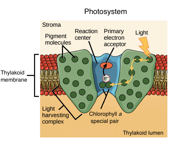 <p>When a pigment is excited by light and trransfers its energy to a nearby pigment through direct electromagnetic interactions </p>