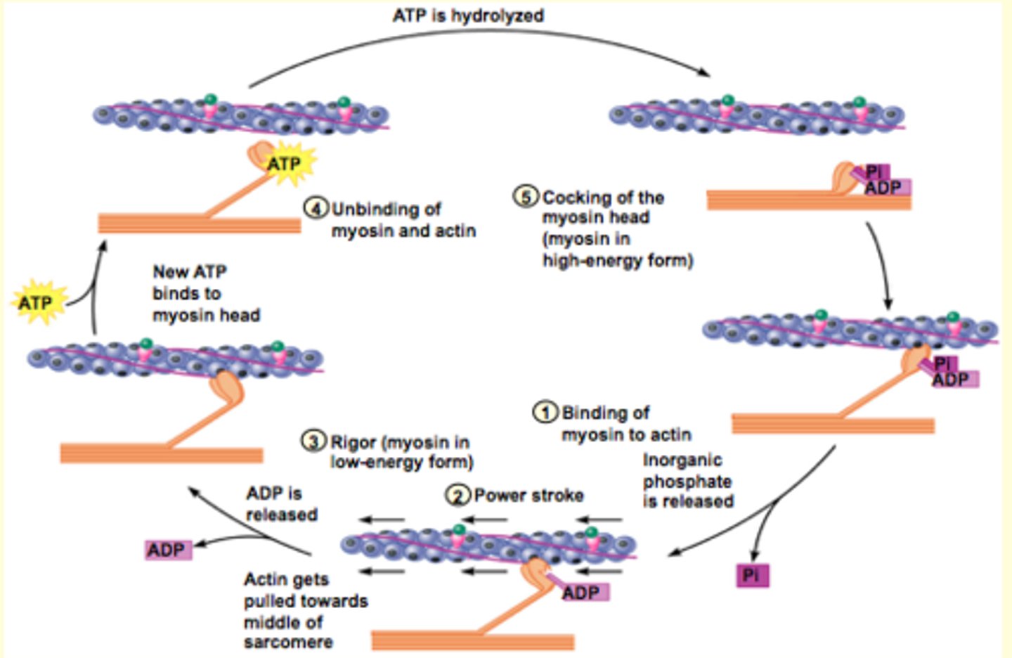 <p>Ca2+ plays the biggers role: without Ca 1. binding of myosin to actin WILL NOT happen</p>