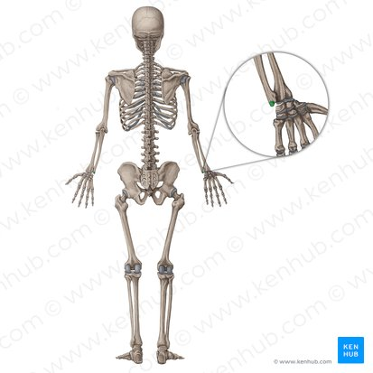 <p>name this bone or bone marking</p>