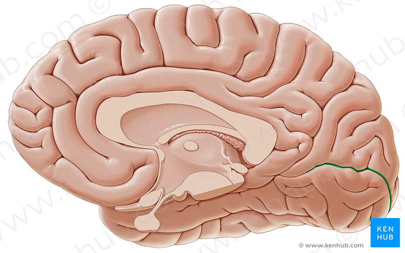 <p>identify the structure (faint green line on occipital lobe)</p>