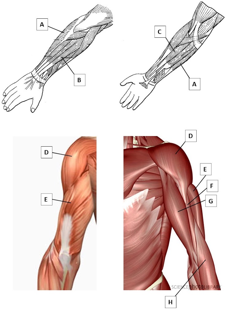 <p>E</p>