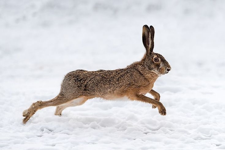 <p>hare</p>