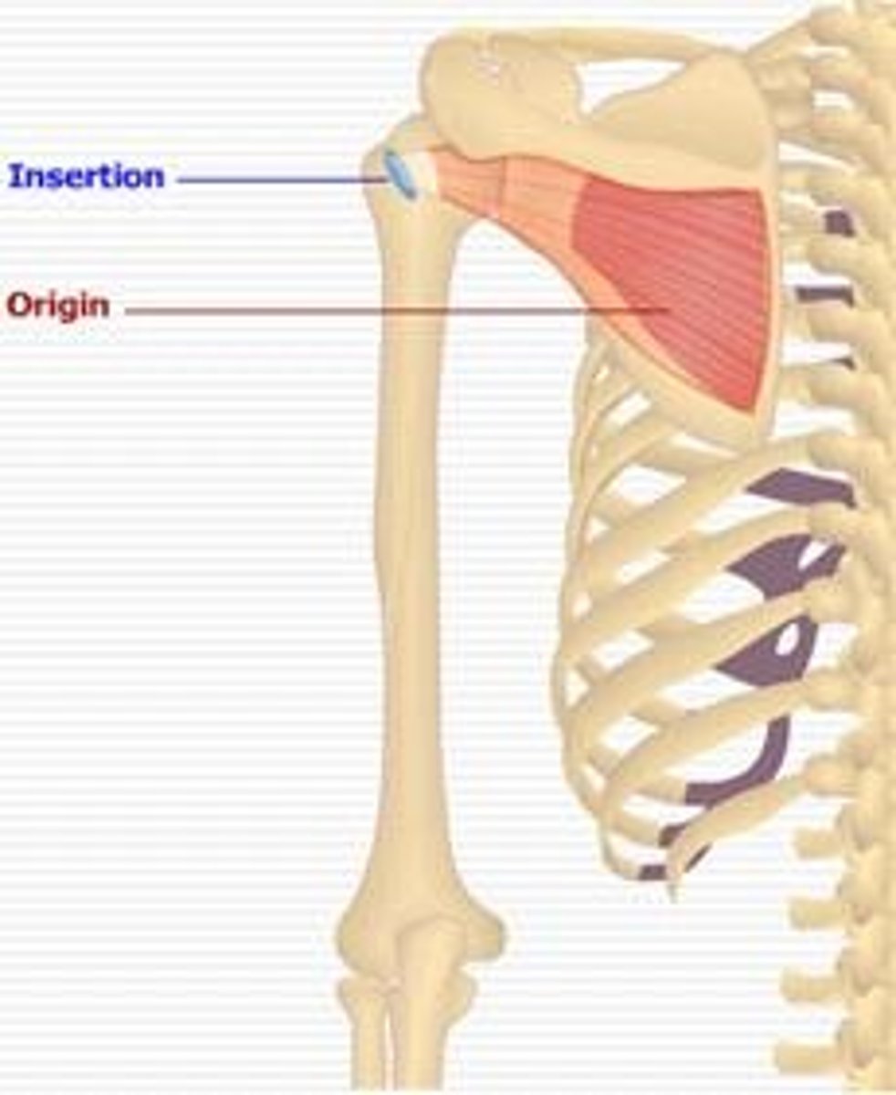 <p>infraspinous fossa</p>