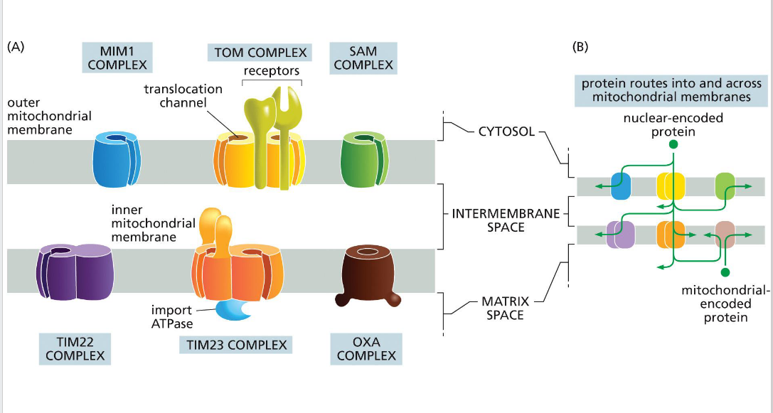 <p>Facilitates final insertion of mitochondrial or imported proteins into the inner membrane from the matrix side.</p>