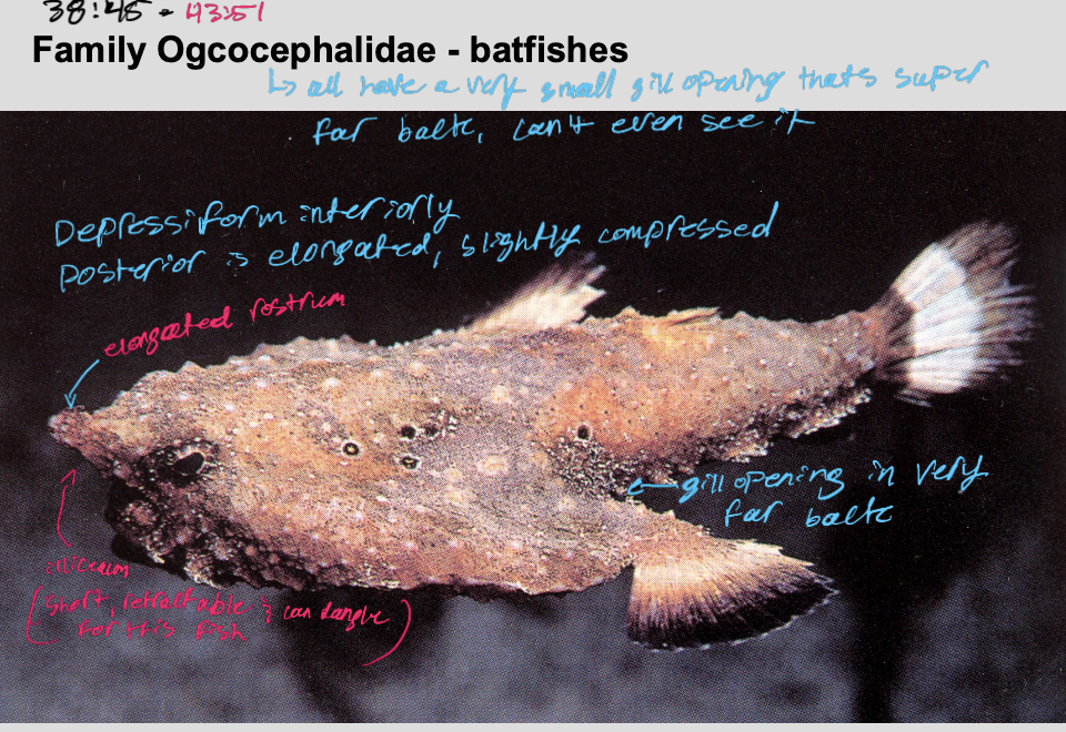 <p>Order Lophiiformes <strong>(</strong>Anglerfishes , batfishes, and Frogfishes<strong>)</strong></p><p><strong>batfishes</strong></p>
