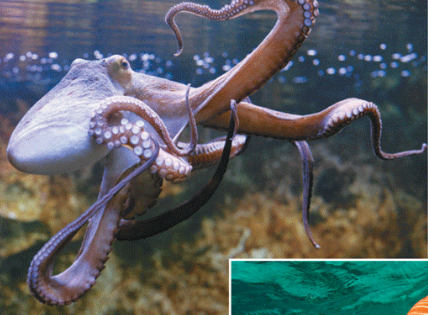 <p>Name one or more traits you can observe to distinguish the identity of Cephalopoda</p>