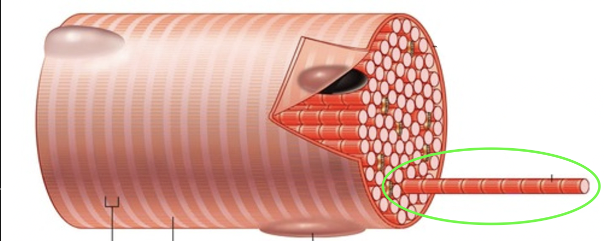 <p>tiny threads inside a muscle fiber that make the muscle contract</p>