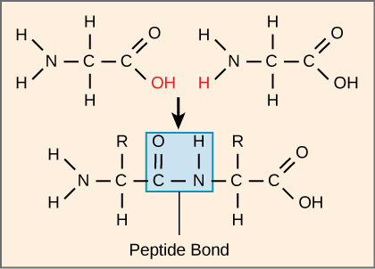 <p>You need 50-100 amino acids joined together with peptide bonds to form a protein</p><ul><li><p>During Dehydration Synthesis, water is removed and peptide bonds form between amino acids</p></li></ul><p></p>