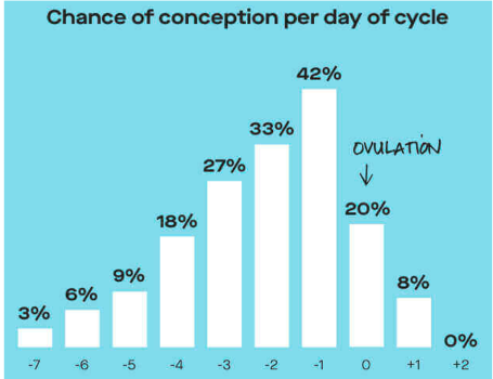 <p>Un día antes de la ovulación</p><p>Después de la ovulación es muy poco probable → el óvulo se va de las trompas de falopio</p>