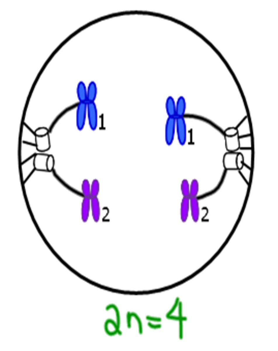 <p>Segregation - Homologous pairs separate to opposite poles.</p>