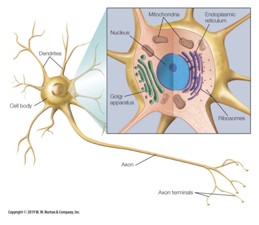 <p><span><span>a typical eukaryotic cell with a cell membrane that encases a cell body.</span></span></p><p><span><span>The cell body (</span><em><span>soma</span></em><span>) is filled with </span><em><span>cytoplasm</span></em><span>, a salty intracellular fluid, that suspends the metabolic machinery that maintains the neuron </span></span><span>(e.g., nucleus, ribosomes, Golgi apparatus)</span><span><span>.</span></span></p><p><span><span>In addition to a cell body, a neuron also has </span><em><span>dendrites</span></em><span> and an </span><em><span>axon</span></em><span>.</span></span></p><ul><li><p><span><span>Dendrites </span><em><span>receive input</span></em><span> from other neurons (at the dendritic spines).</span></span></p></li><li><p><span><span>The axon </span><em><span>outputs</span></em><span> a signal to other neurons (at the axon terminals).</span></span></p></li></ul><p><span>An </span><em><span>electrical signal</span></em><span> flows from the dendrites to the cell body to the axon. </span></p><p></p>
