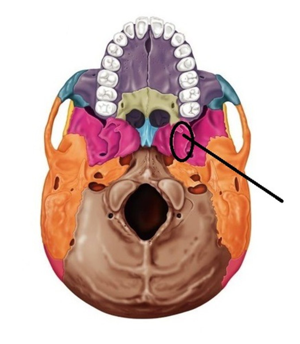 <p>Rough-floored hollows between the medial and lateral pterygoid plates</p>