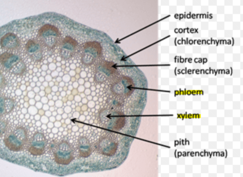 <p>Phloem: the vascular tissue in plants that conducts sugars and other metabolic products downward from the leaves</p><p>Xylem: the vascular tissue in plants that conducts water and dissolved nutrients upward from the root and also helps to form the woody element in the stem.</p>