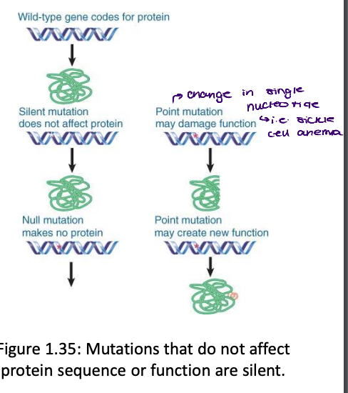 <ul><li><p>recessive mutations are due to loss of function by the polypeptide product</p></li><li><p>dominant mutations result from a gain of function</p></li></ul>