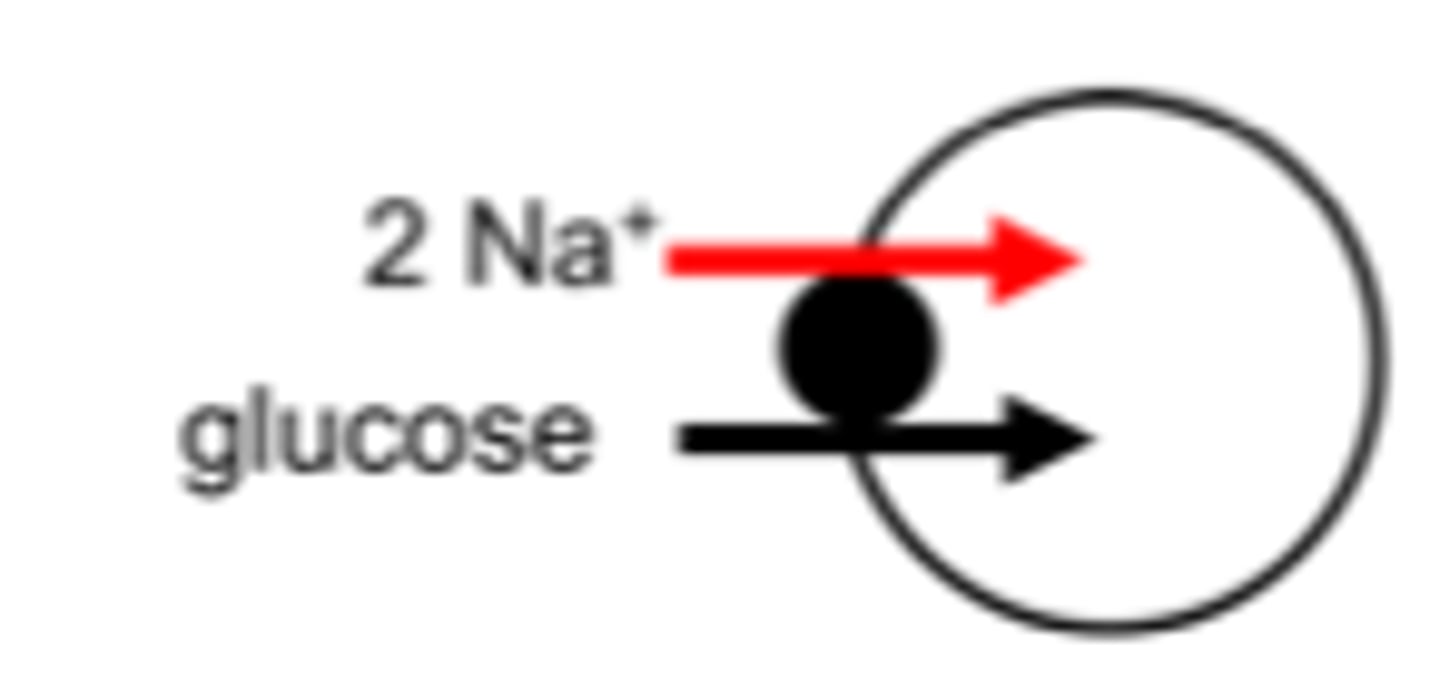 <p>secondary transport in same direction as Na+; the solute and the Na+ move in the same direction</p>