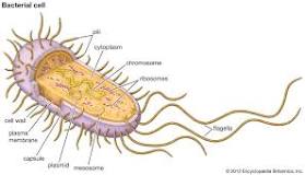 <p>microtubules; <strong>organelles for bacterial locomotion</strong>. extend from the cytoplasm to the cell exterior and are composed of three major structural elements, the basal body, the hook and the filament</p><p>helps to propel a cell through the liquid. Some special flagella are used in few organisms as sensory organs that can sense changes in pH and temperature.</p>