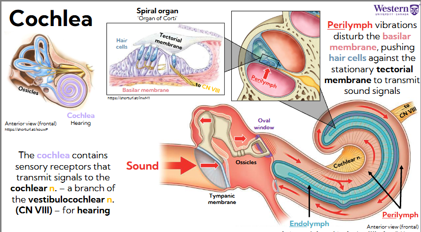 <ul><li><p><span style="background-color: transparent;"><span>The cochlea contains sensory receptors that transmit signals to the cochlear n. – a branch of the vestibulocochlear n. (CN VIII) – for hearing</span></span></p></li><li><p><span style="background-color: transparent;"><span>Signal goes through tympanic membrane, then ossicles, and then oval window (entrance to inner ear) which pusses on perilymph fluid</span></span></p><ul><li><p><span style="background-color: transparent;"><span>Moves through cochlea, all the way around and back out</span></span></p></li></ul></li></ul><p></p>