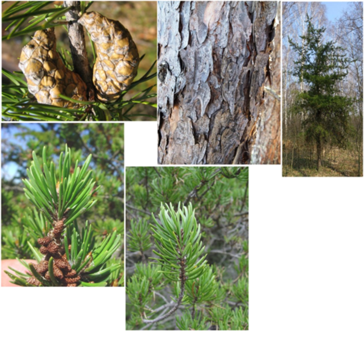 <p>- Hard pine</p><p>- fascicles: 2s</p><p>- needles: twisted slightly</p><p>- Bundle sheath: persistent</p><p>- growth form: short and scrubby</p><p>- cones: seed cones are bent and point away from trunk.</p>