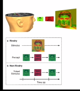 <p>vaak niet 2 ogen 2 plaatjes, maar 2 stimuli overlappen, in verschillende kleuren en door bril met 2 verschillende kleuren &gt; oog krijgt ene binnen en andere ander afh van kleur bril</p><p></p><p>vergelijken rivary met niet rivalry, stimuli op zelfde volgorde&nbsp;laten zien in zelfde tijd span (ter controle),  </p><p></p><p></p>