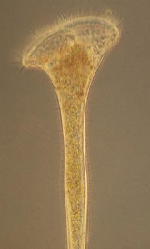 <p>This protozoa &gt; protist has animal like instincts and will attack their food source </p>