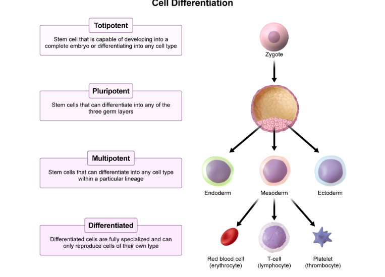 <p>stem cells that is capable of turning into a complete embryo or differentiating into any cell type </p>