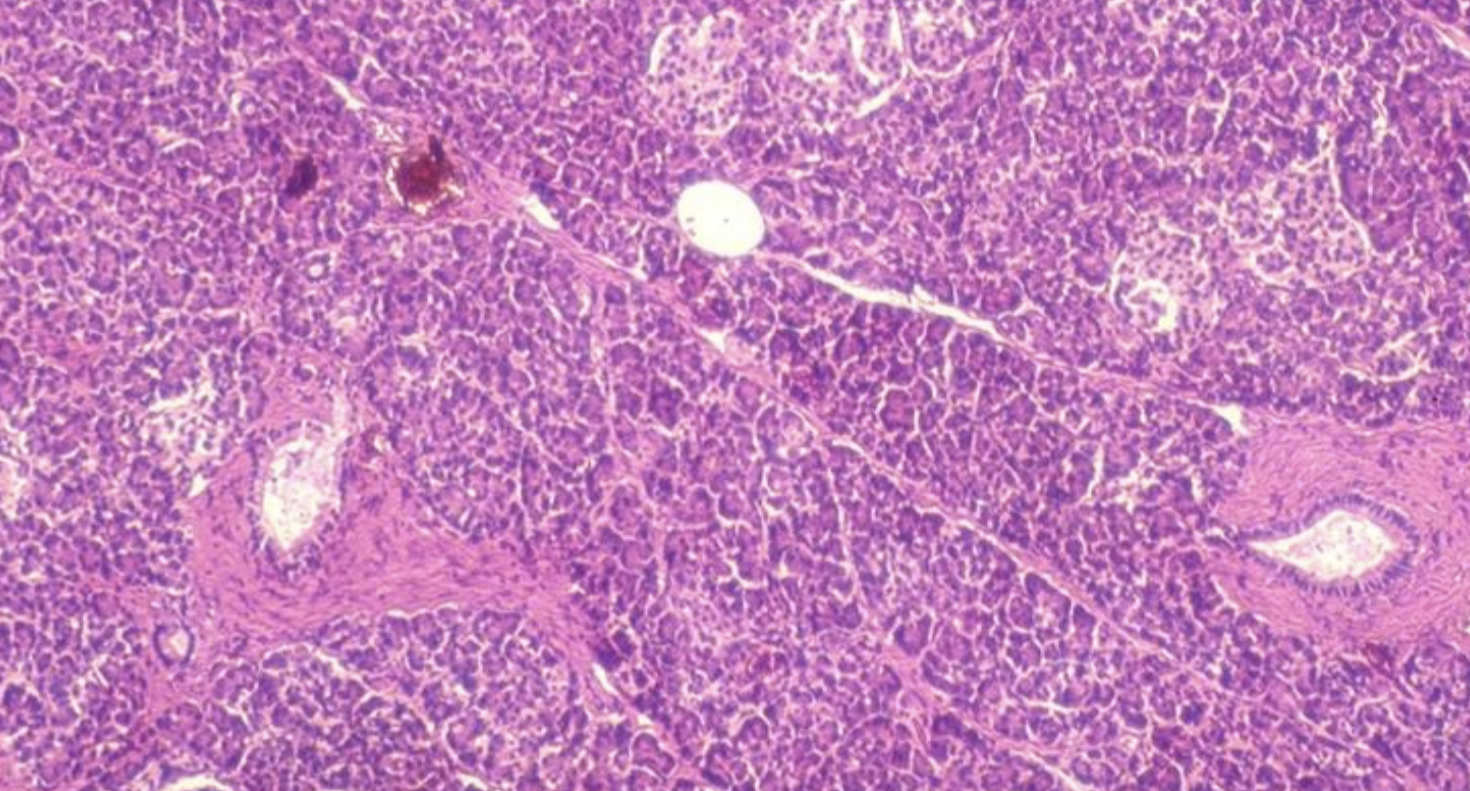 What cell type is this?