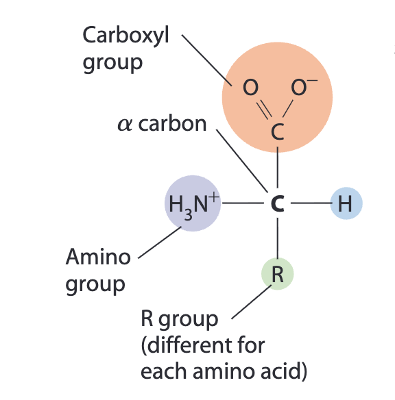<p>carboxyl group, amino group, hydrogen atom, R group, and alpha carbon</p>
