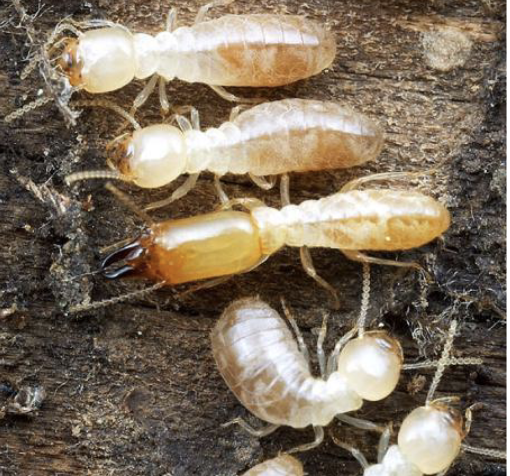 <p>termites</p><ul><li><p>eusocial insects</p></li><li><p>parental care</p></li><li><p>division of labor</p></li><li><p>digest wood fiber</p></li></ul><p></p>