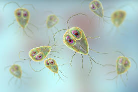 <p>move by flagella, live in other organisms</p><p>ex: Giardia, a parasite that causes beaver fever</p>