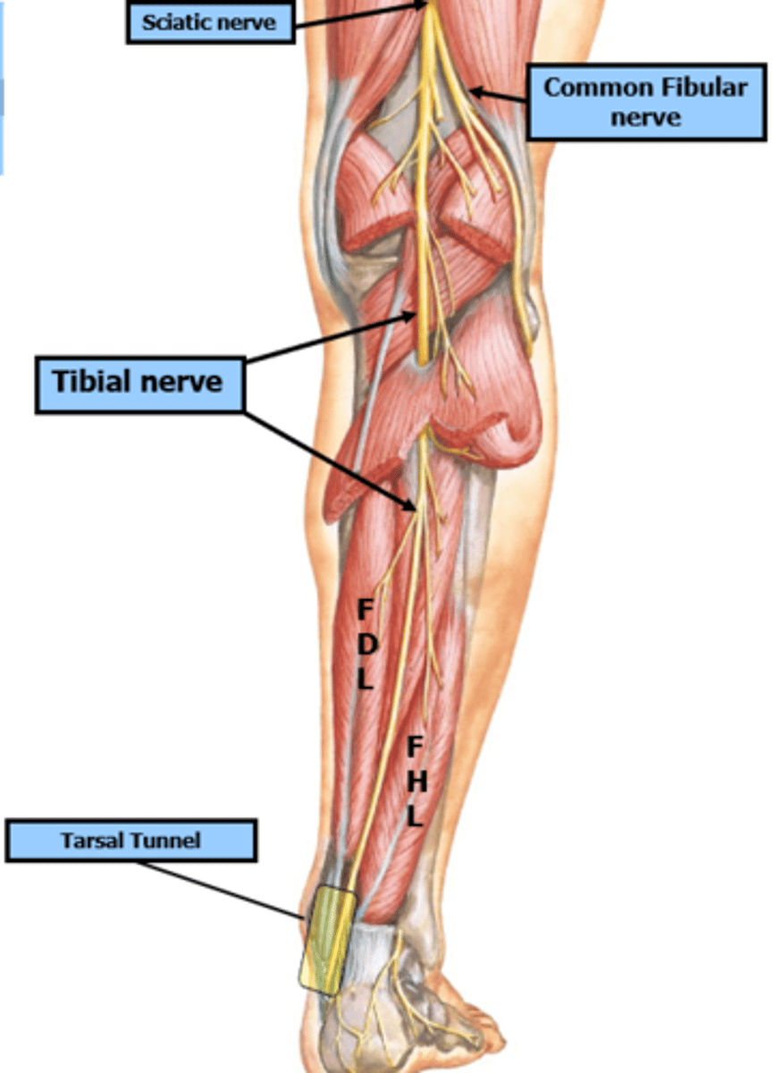 <p>Tibial nerve travels with the posterior tibial artery down the back of the leg. It passes posterior to the medial malleolus and divides into medial and lateral plantar nerves in the sole of the foot</p>