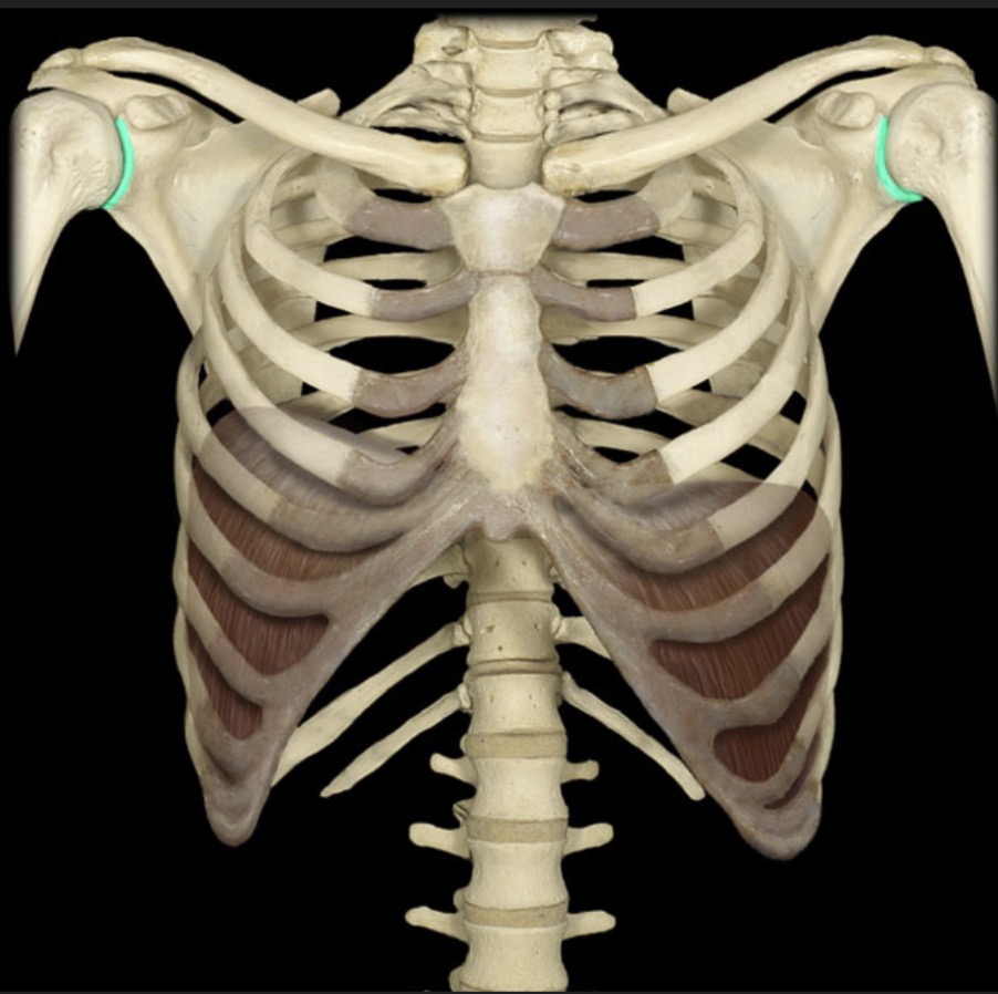 <p><span style="font-family: Arial, sans-serif; color: rgb(45, 59, 69)">lateral aspect of scapula which serves as point of articulation with the humerus</span></p>