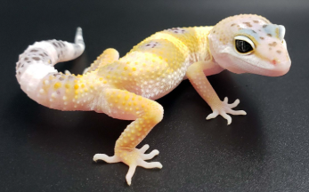 <p>Gekkota, Eublepharidae</p>