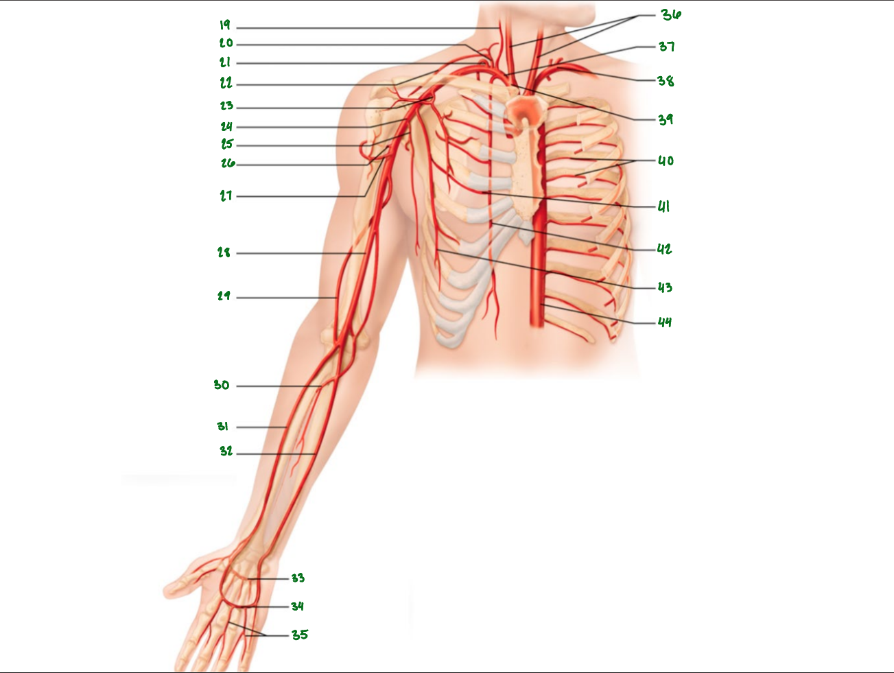 <p>What artey is 34 pointing to?</p>