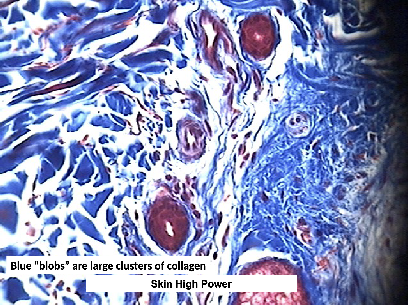 <ul><li><p>dermis of skin, periosteum, capsules of viseral organs, epi- and peri- mysium surrounding cells </p></li><li><p>strength in multiple directions </p></li></ul><p></p>