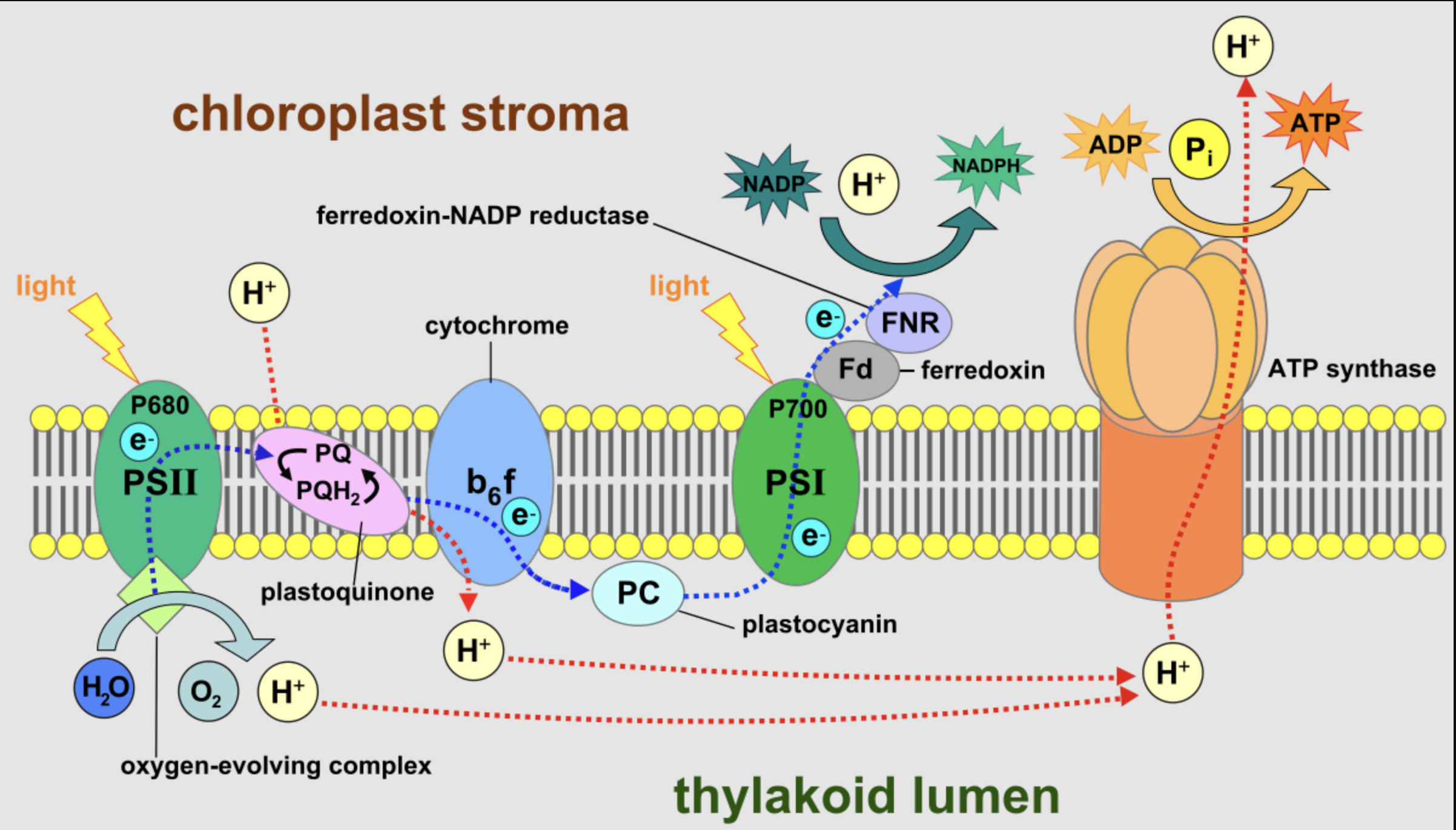 knowt flashcard image