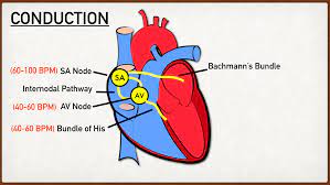 * Electrical impulses sent by the brain stimulate the SA node (atria contractions) and then move to the AV node (ventricle contractions)
* These contractions make the blood move