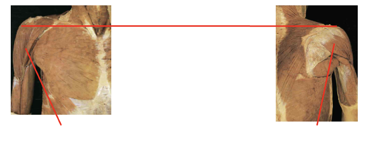 <p>What muscles are these. which isde is posteiror and anteiror&nbsp;What is its origin. Where does it inserts. </p>